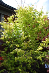 Acer palmatum 'Katsura' — photo 4